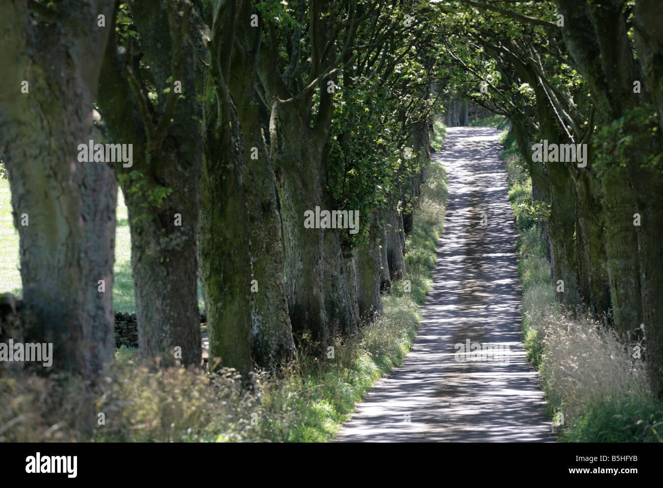 Dappled farm lane hi-res stock photography and images - Alamy
