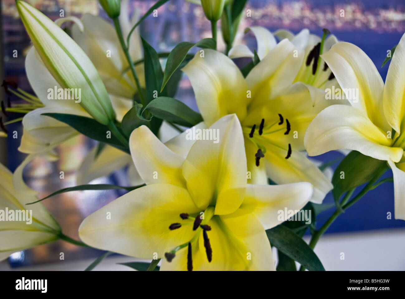 lily, Liliaceae, plant  classified in the division Magnoliophyta, class Liliopsida, order Liliales, family Liliaceae Stock Photo