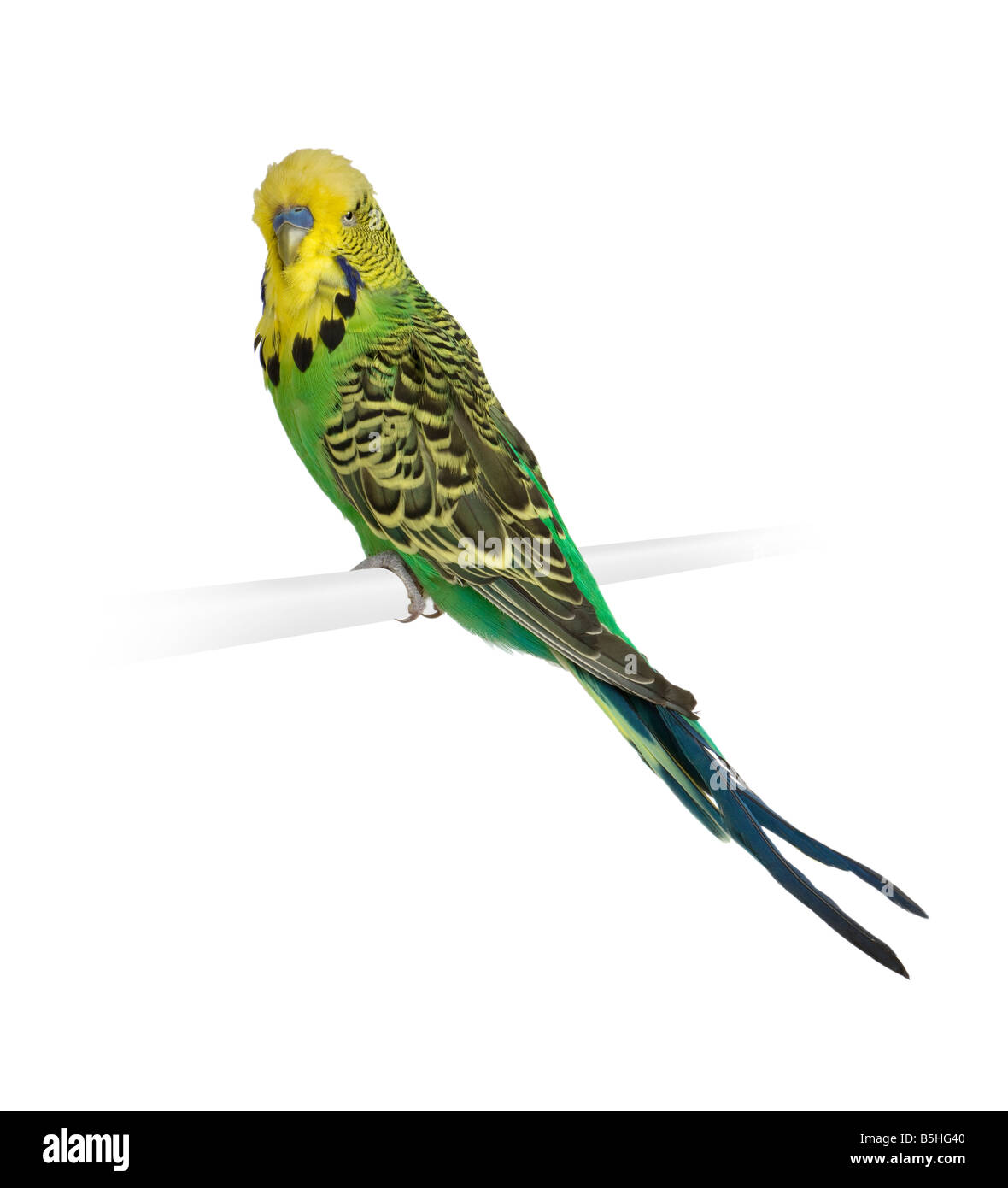 Budgerigar in front of a white background Stock Photo