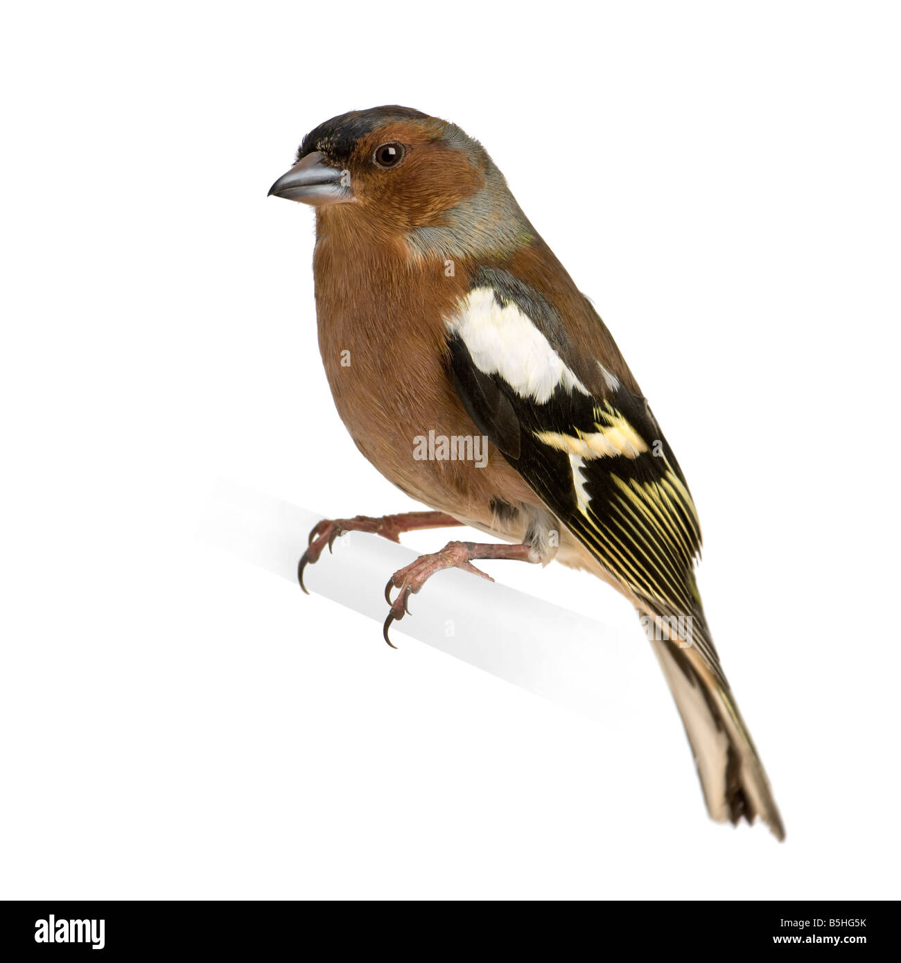 Chaffinch Fringilla coelebs on its perch in front of a white background Stock Photo