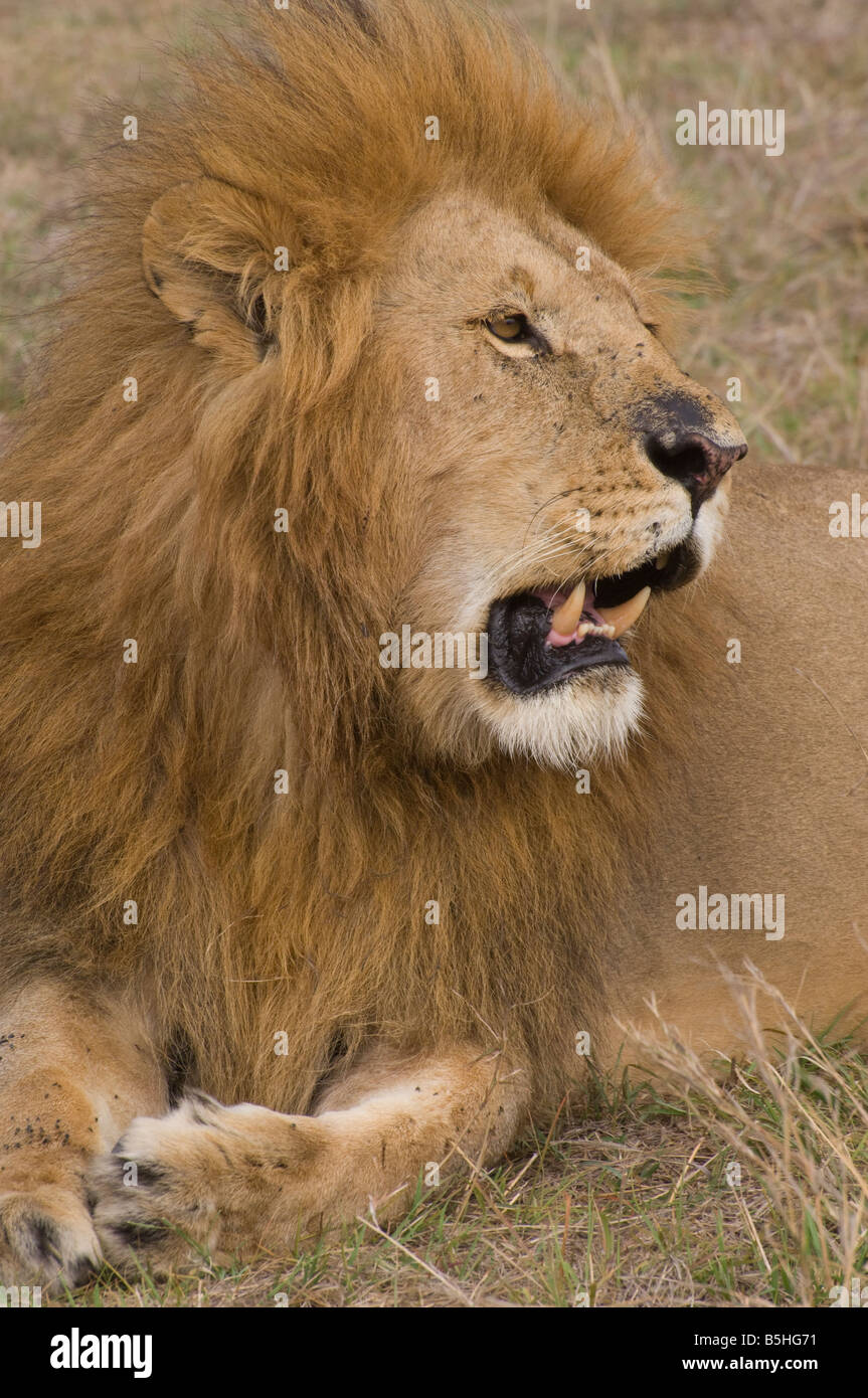 male lion africa Stock Photo