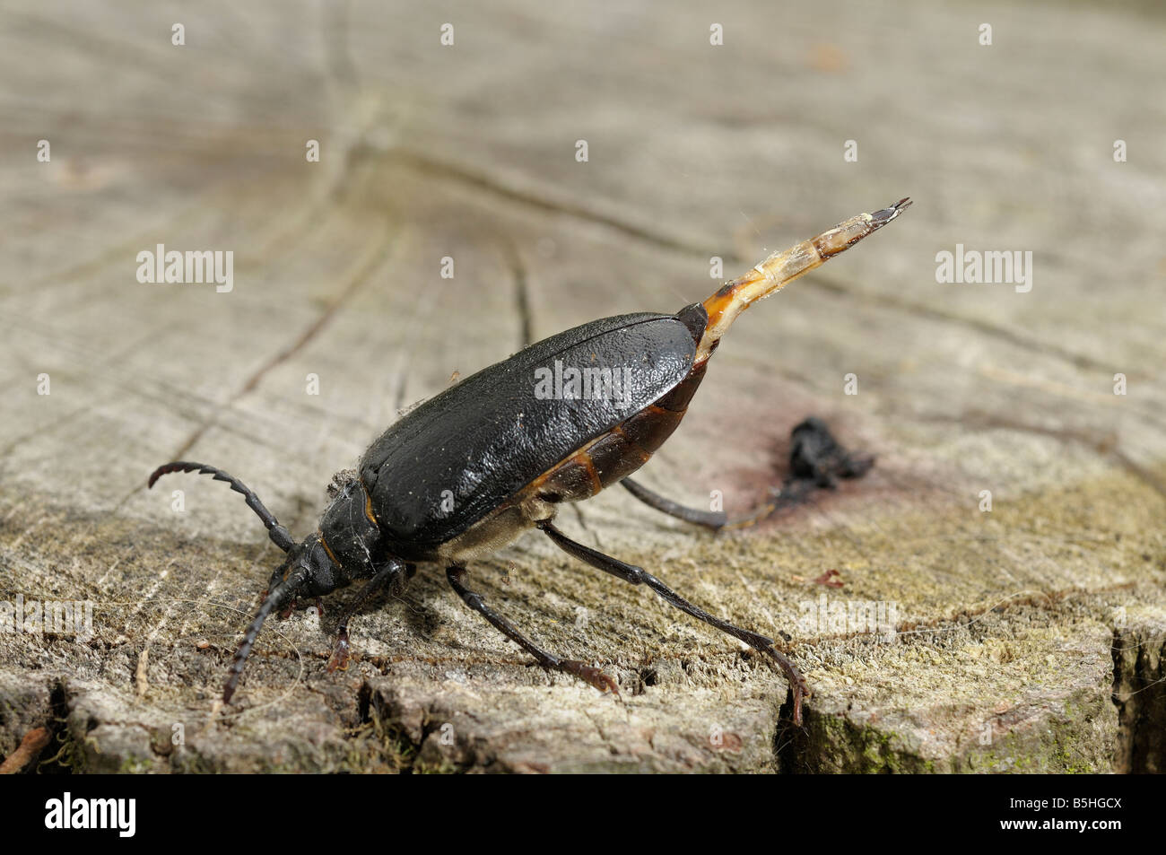 Tanner Beetle Prionus coriarius Stock Photo