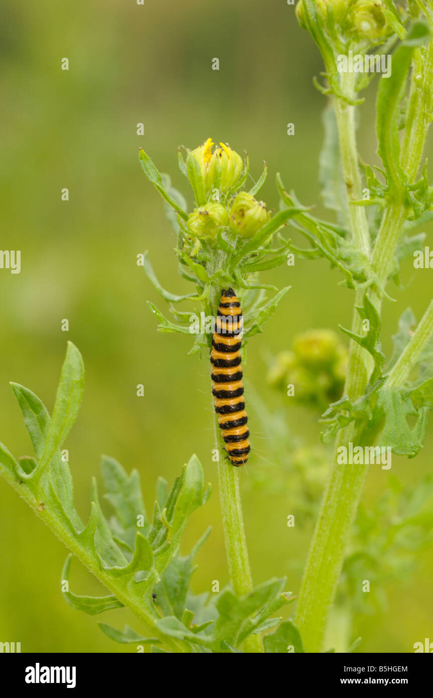 CINNABAR MOTH CATERPILLAR UK visual data 7