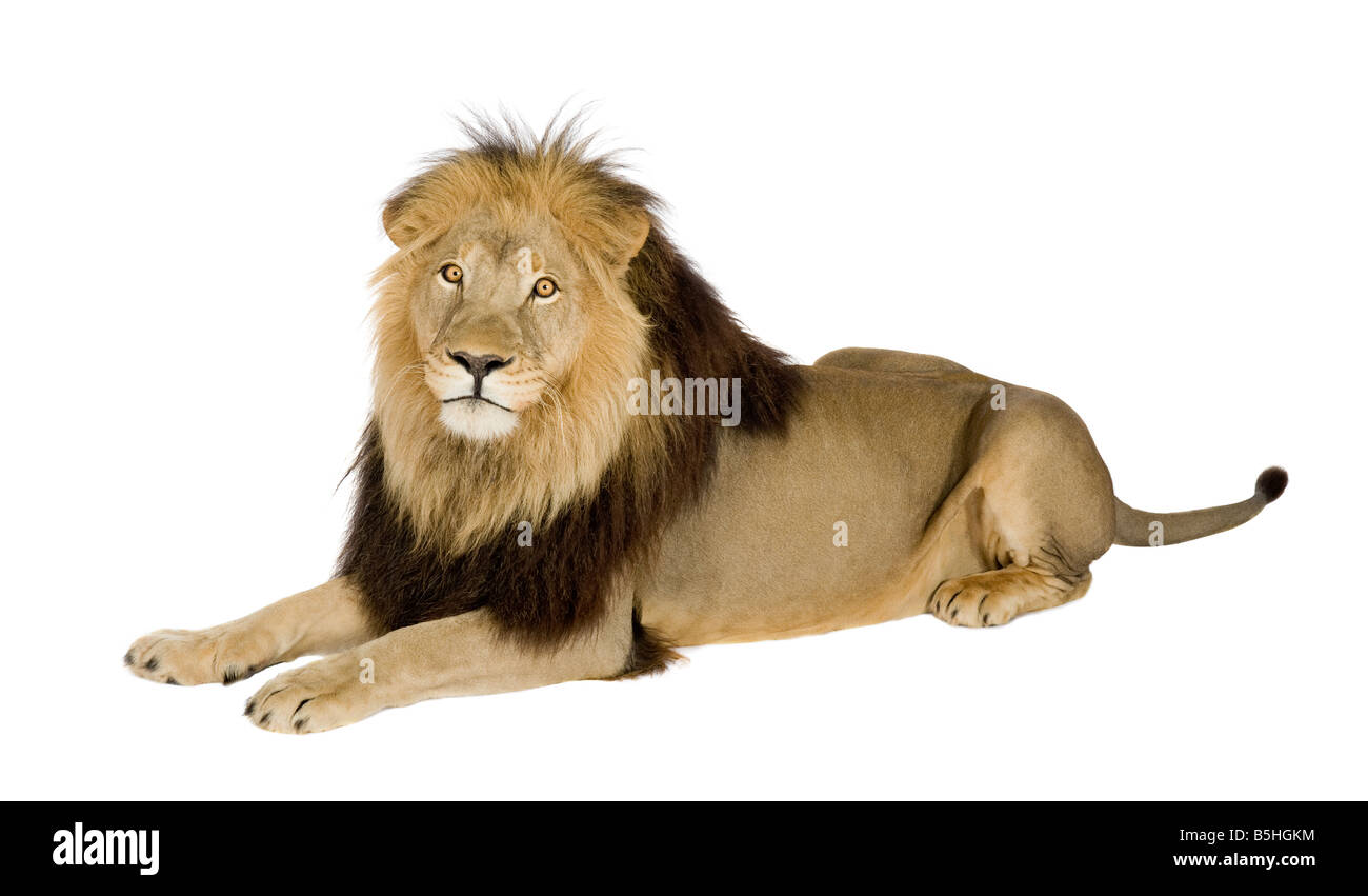 Lion in front of a white background Stock Photo