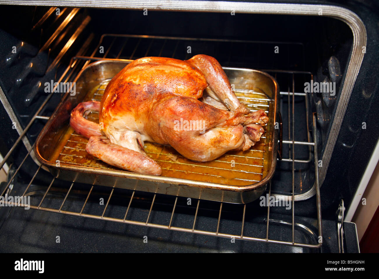Turkey in the oven Preparing a Thanksgiving or Christmas Turkey Dinner in North America Stock Photo
