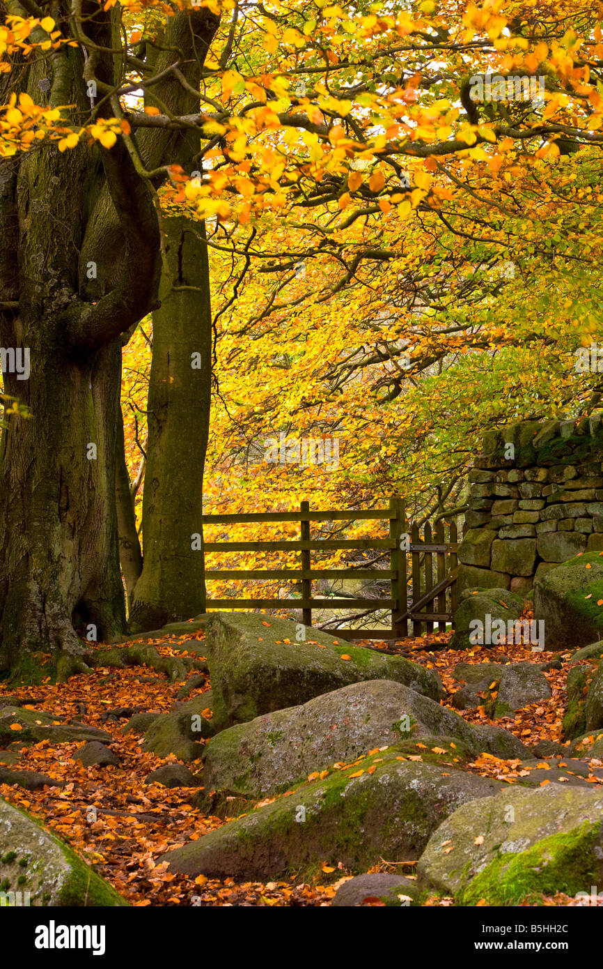 Beautiful autumn (fall) scene from Padley Gorge in the Peak District National Park Stock Photo