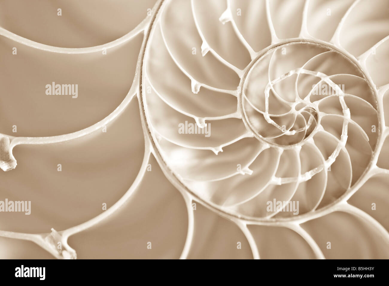 Macro image of cut away nautilus shell showing the golden section spiral and chambers inside Stock Photo