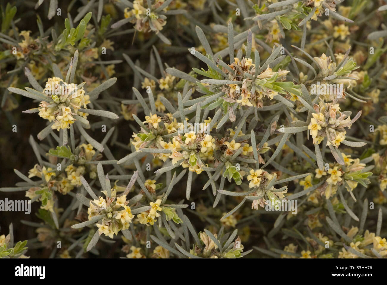 A Thymelaea Thymelaea tartonraira var linearifolia in flower Cyprus Stock Photo