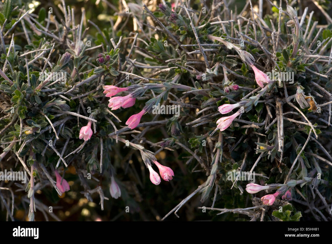 A shrubby Gromwell Lithodora hispidula ssp versicolor Cyprus Stock Photo