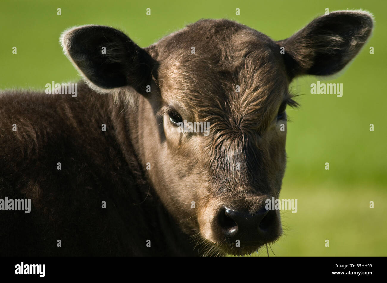 dh Beef cow ANIMAL UK Close up very young beef tagless calf bovine
