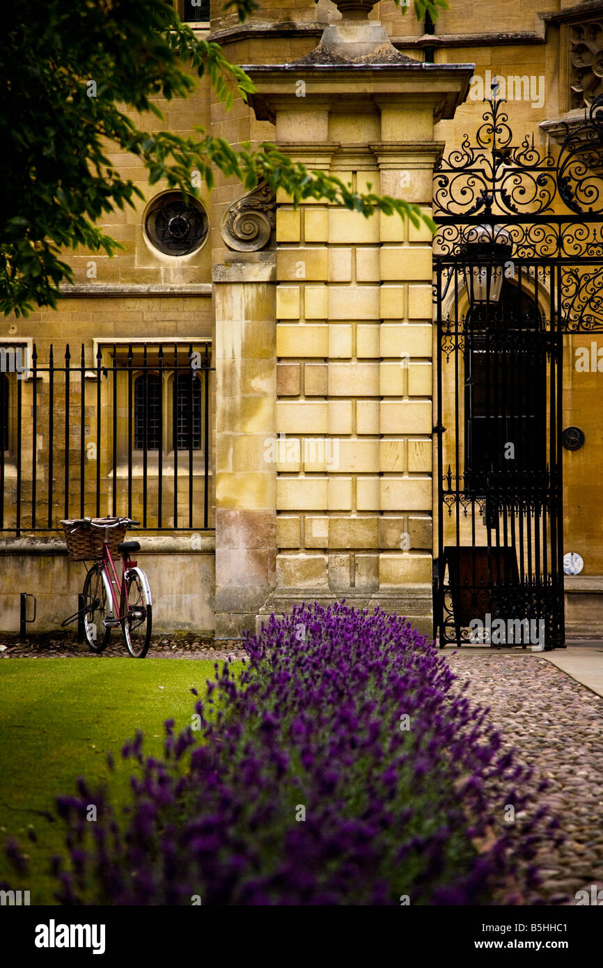 A typical view of a cambridge University college with fine masonry, a row of lavender and a bycycle with a whicker basket Stock Photo