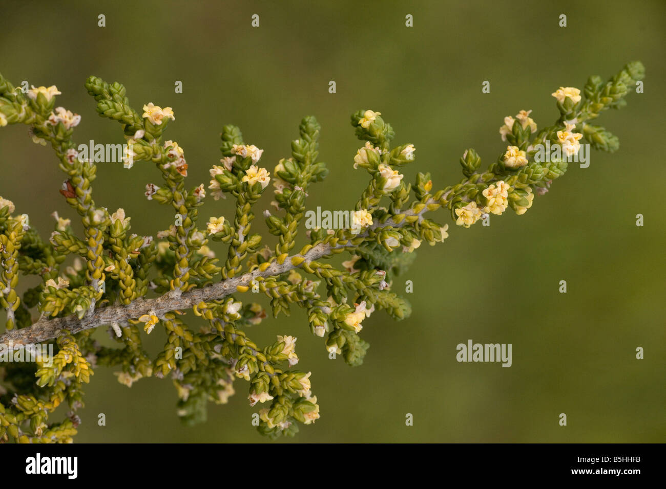 A mediterranean shrub Thymelaea hirsuta Cyprus Stock Photo