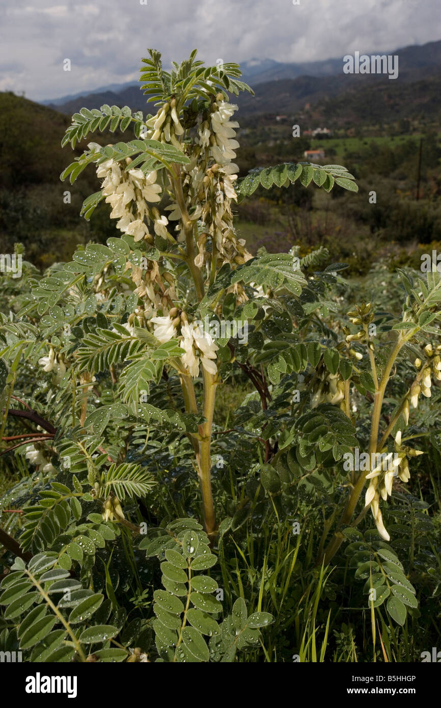 A milk vetch Astragalus lusitanicus Cyprus Stock Photo