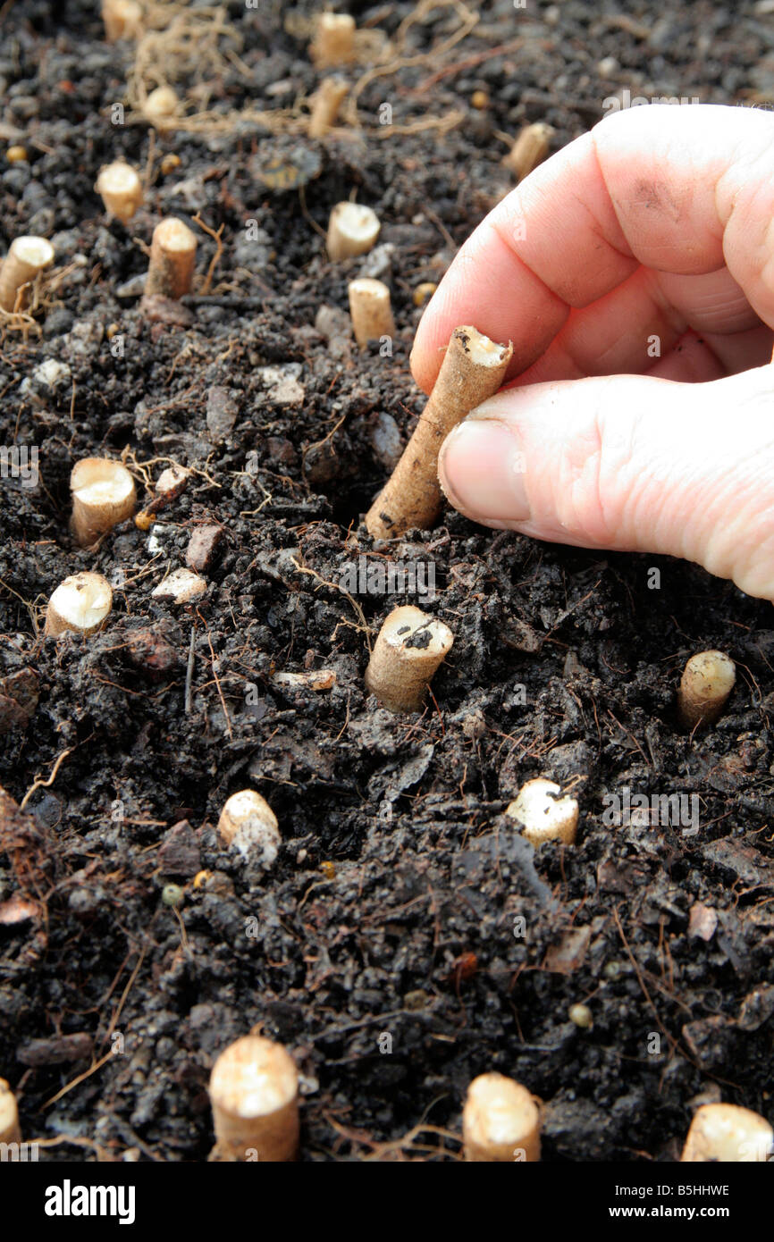 TAKING ROOT CUTTINGS OF VERBASCUM IN NOVEMBER Stock Photo