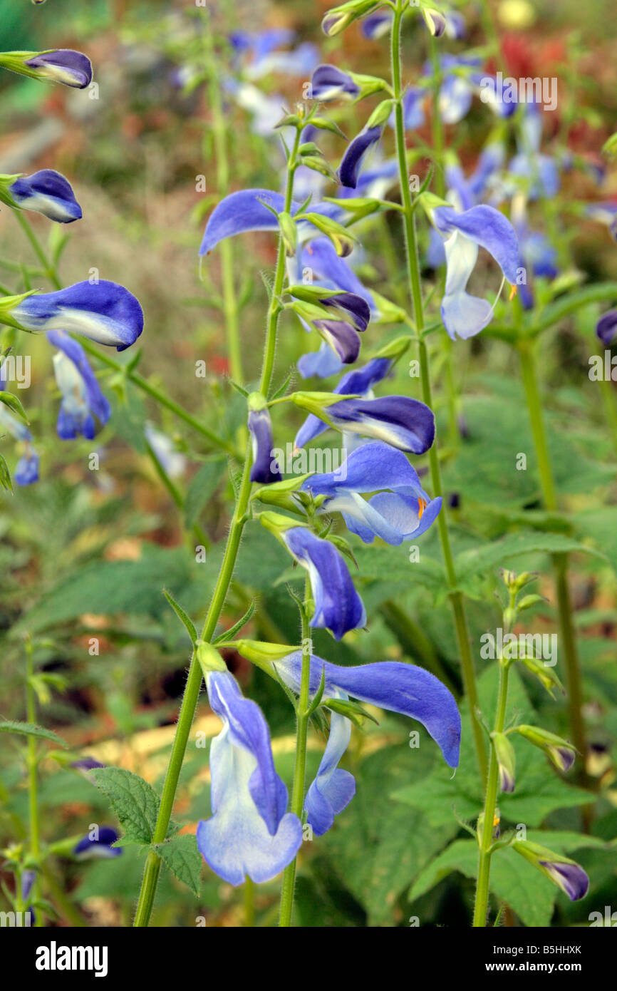 SALVIA PATENS GUANAJATO SPORT Stock Photo