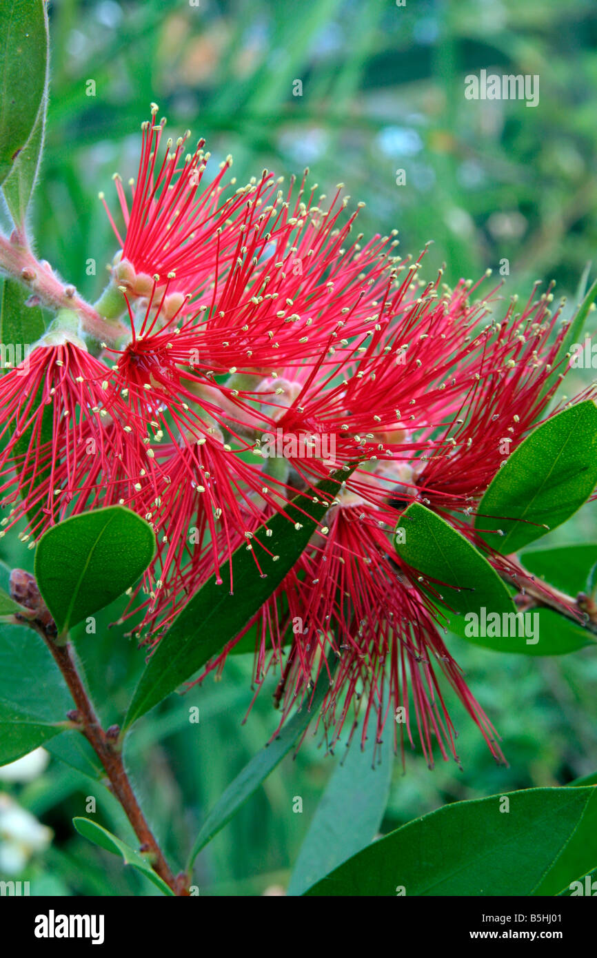 CALLISTEMON CITRINUS SPLENDENS Stock Photo