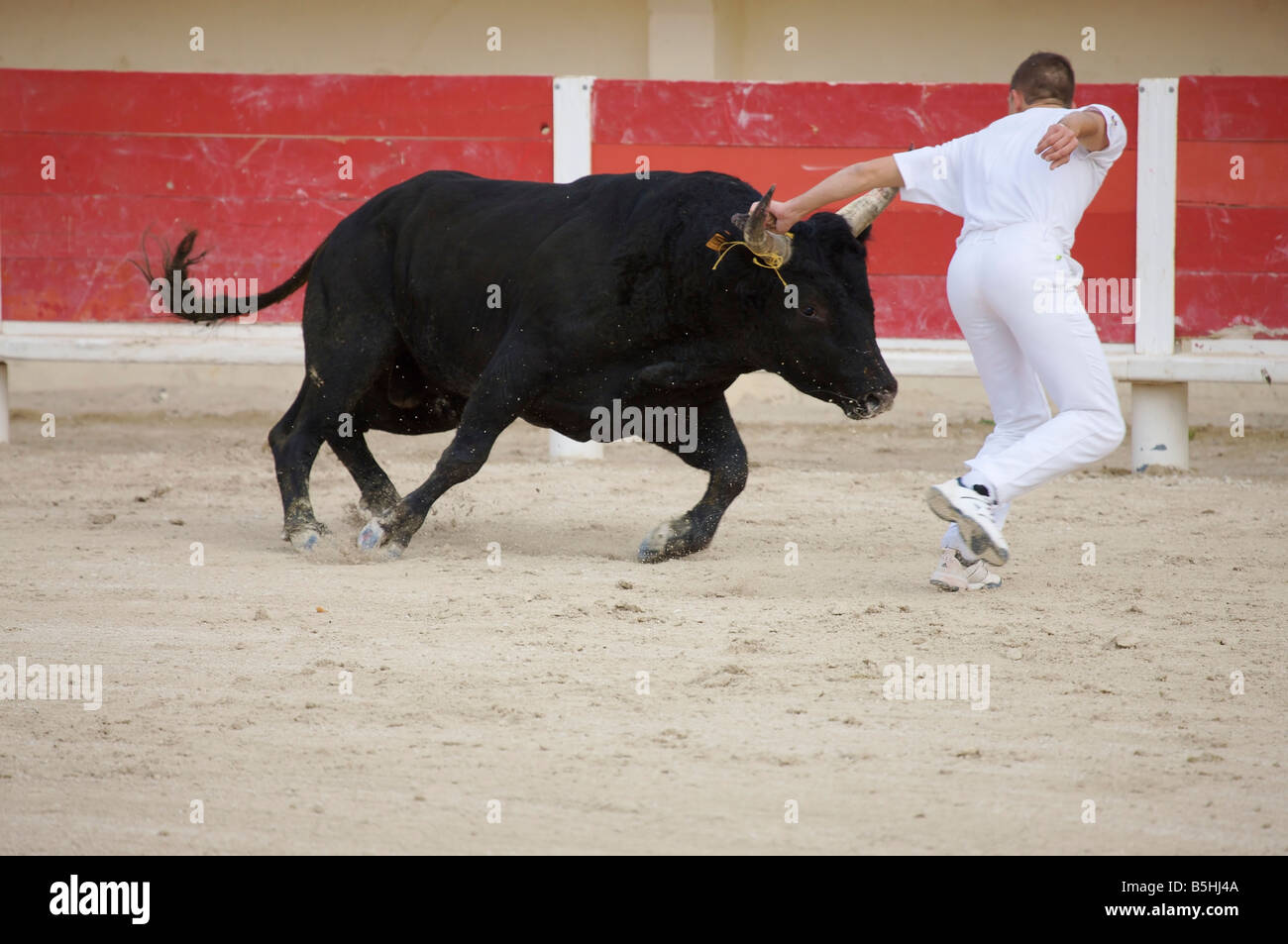 one single bull at a fight with matador in the arena of Saintes Maries de la Mer La Camargue Provence France Europe Stock Photo