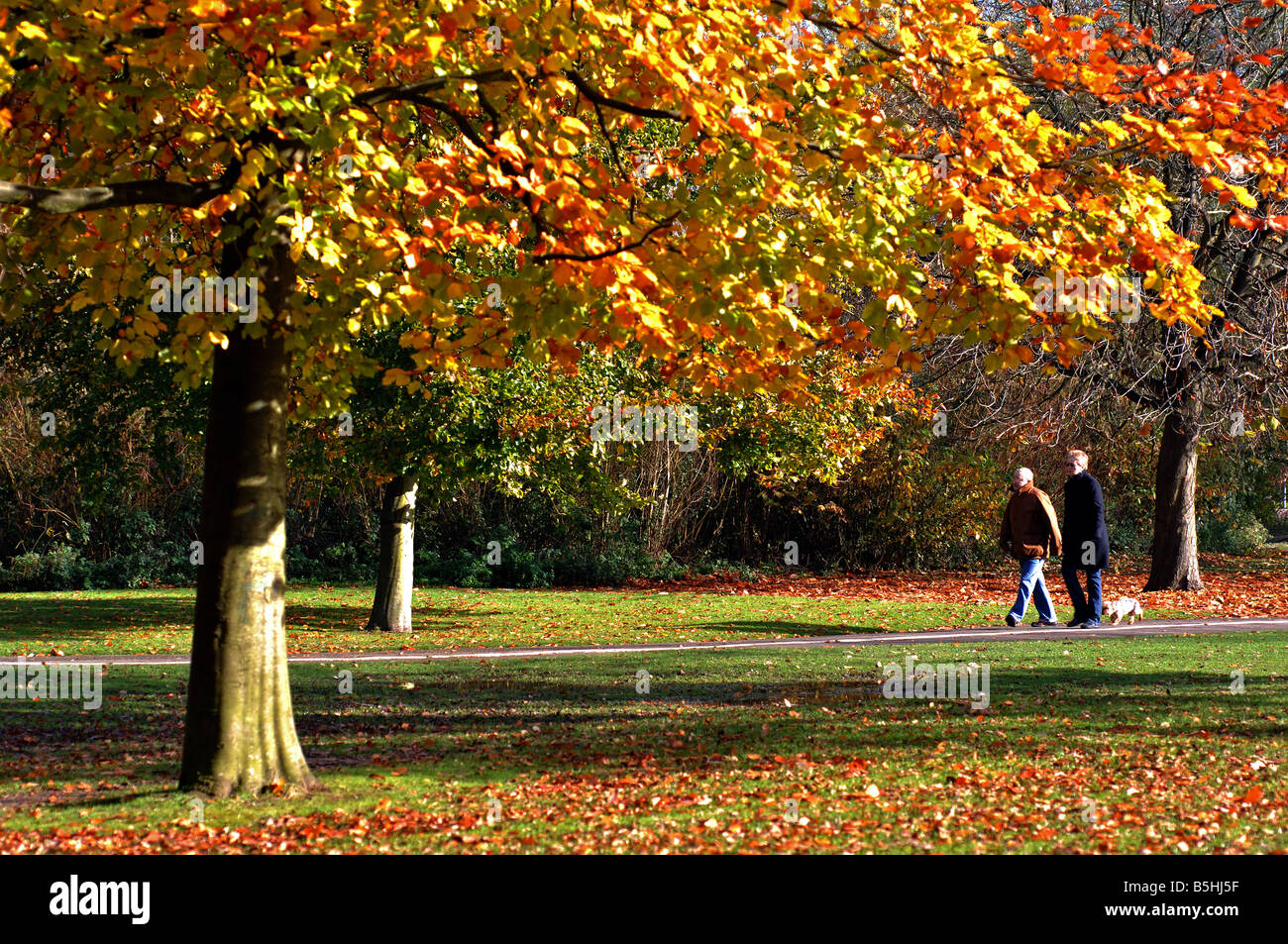 Tudor Grange Park in autumn, Solihull, West Midlands, England, UK Stock Photo