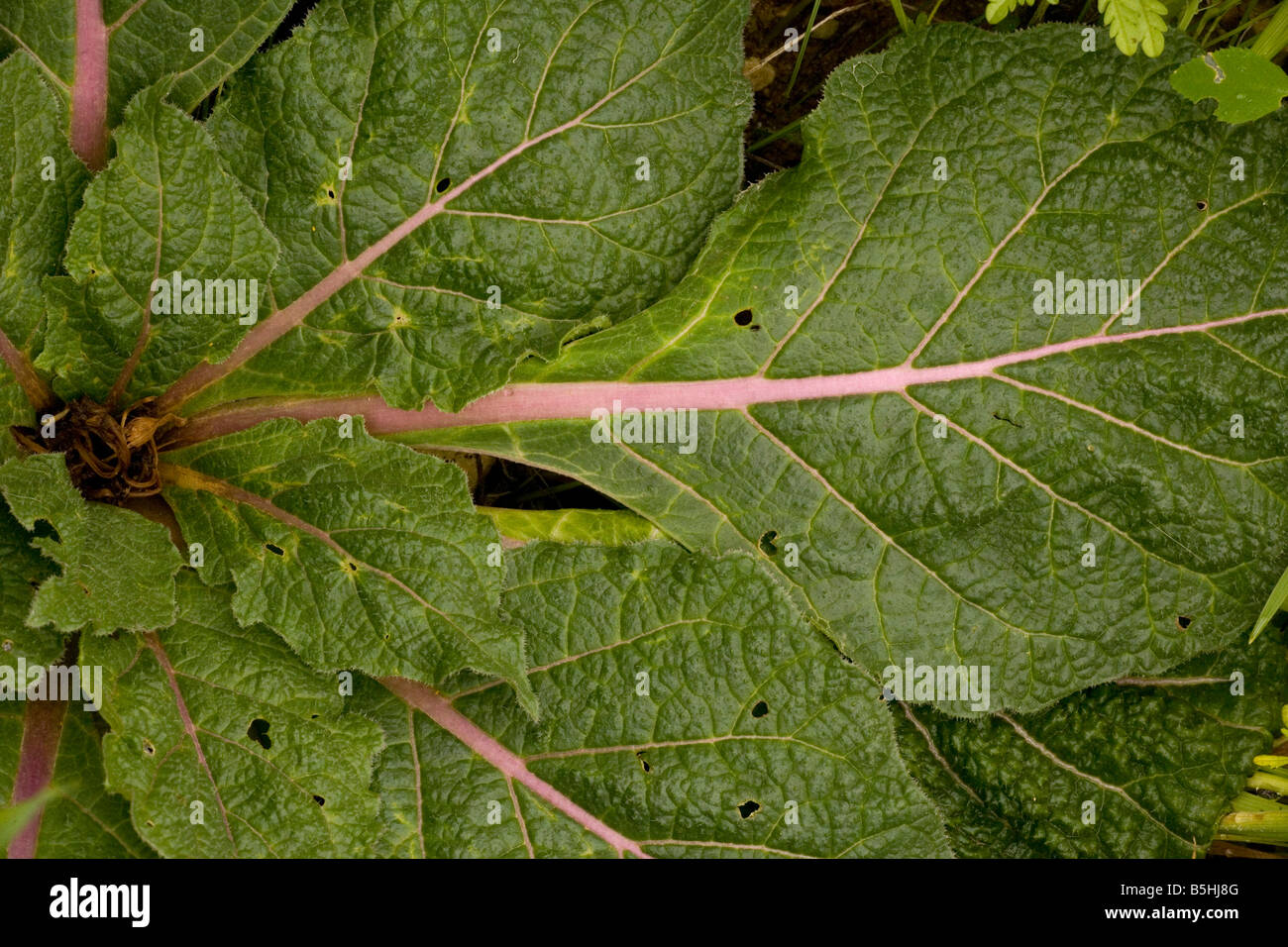Leaves of Mandrake Mandragora officinalis Cyprus Stock Photo