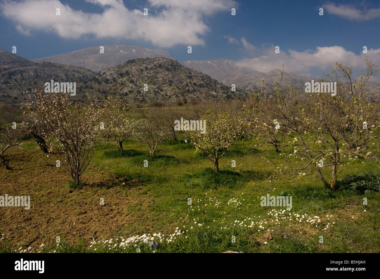 Mixed fruit orchard including apple in spring on The Katharo plateau