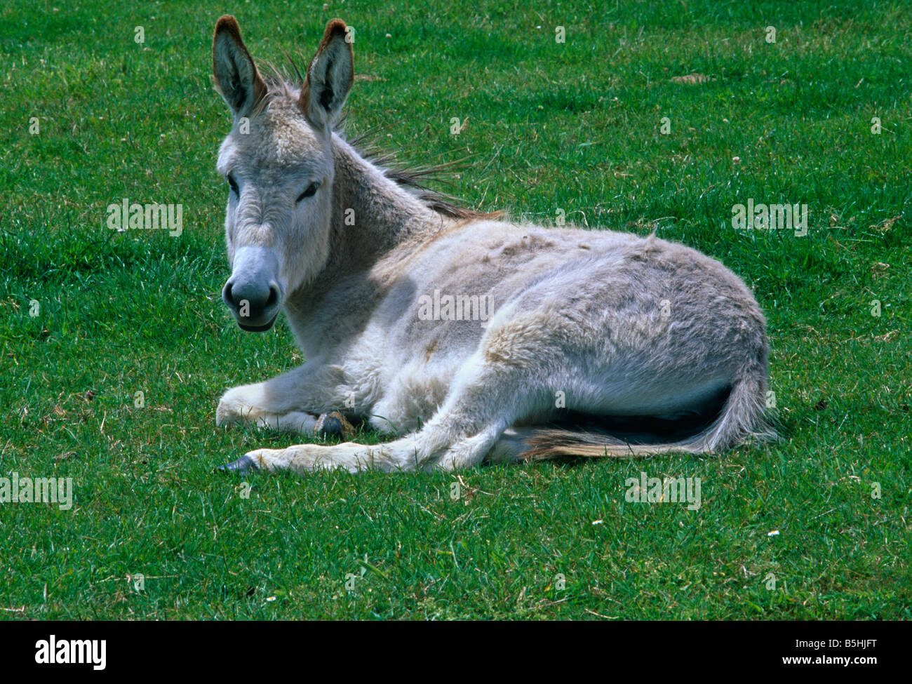 Donkey lying down Stock Photo Alamy
