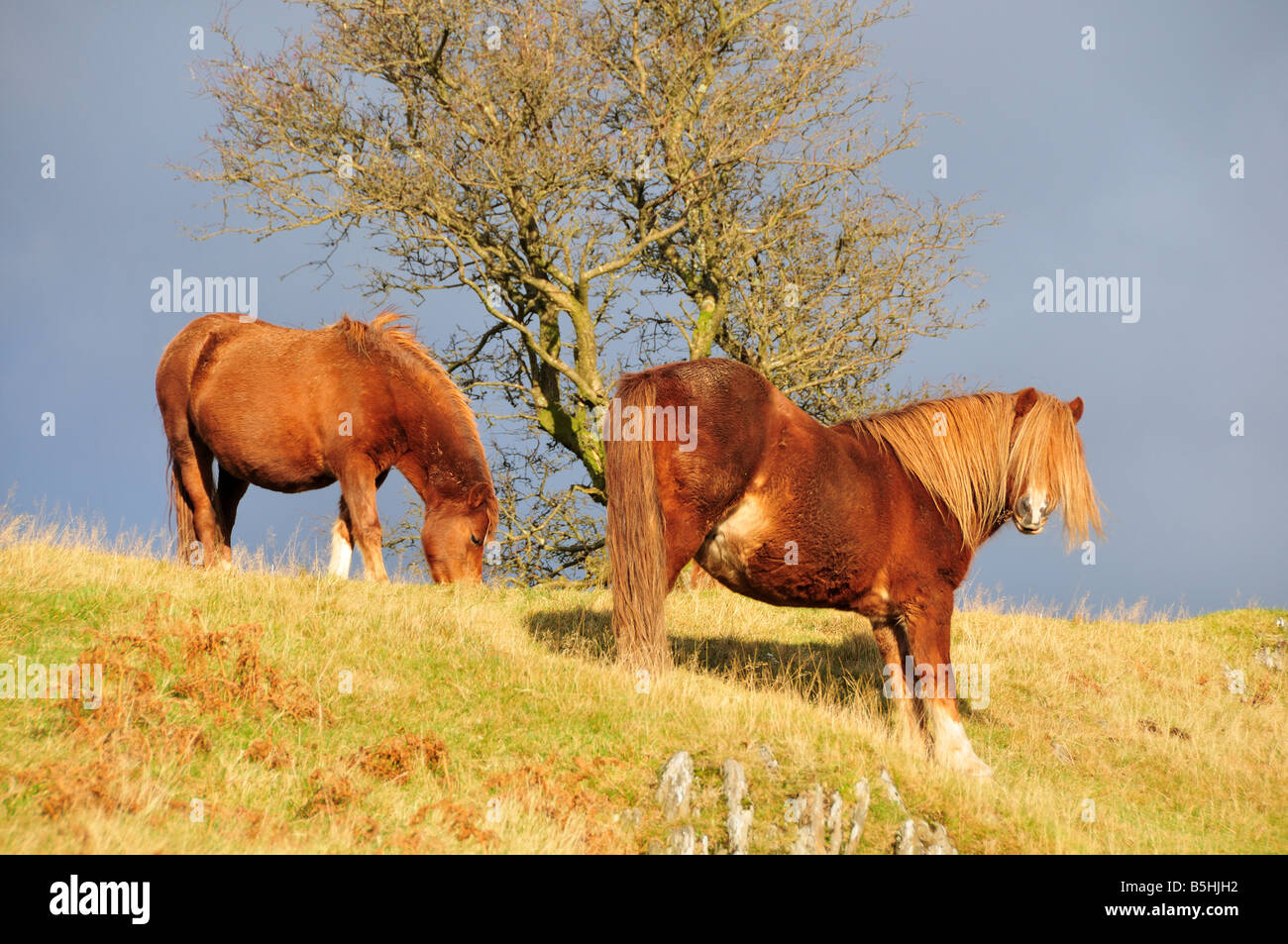 Welsh Mountain Ponies grazing on the Cambrian  Mountains on a cold winter evening Powys Wales Stock Photo
