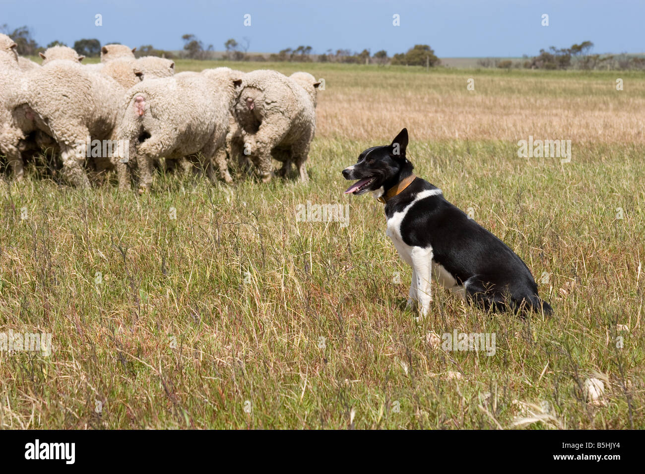 Sheep dog and sheep Eyre Peninsula South Australia Stock Photo