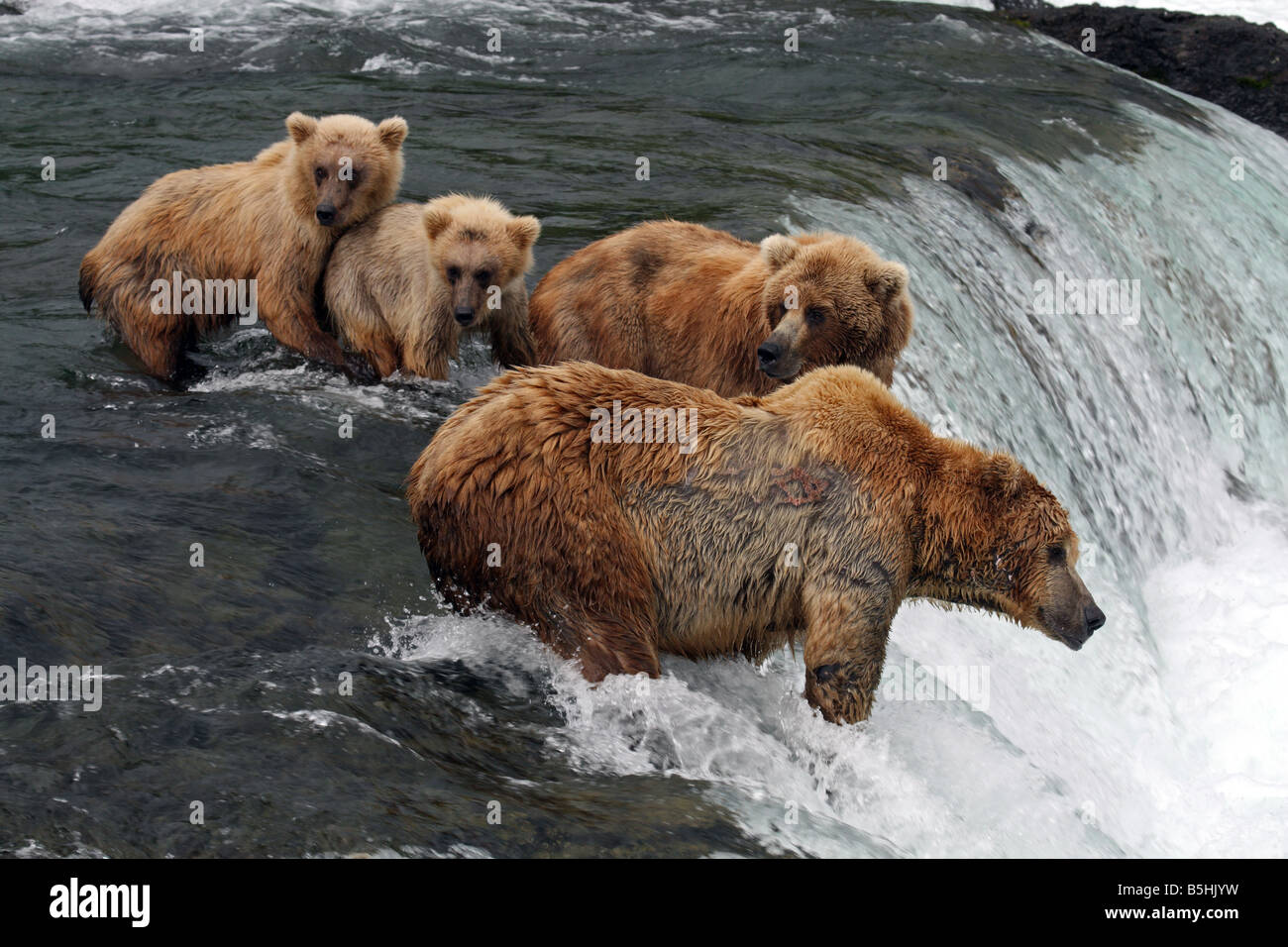 Grizzly Bears and Cubs fishing for salmon, Brooks River, Katmai National Park, Alaska Stock Photo