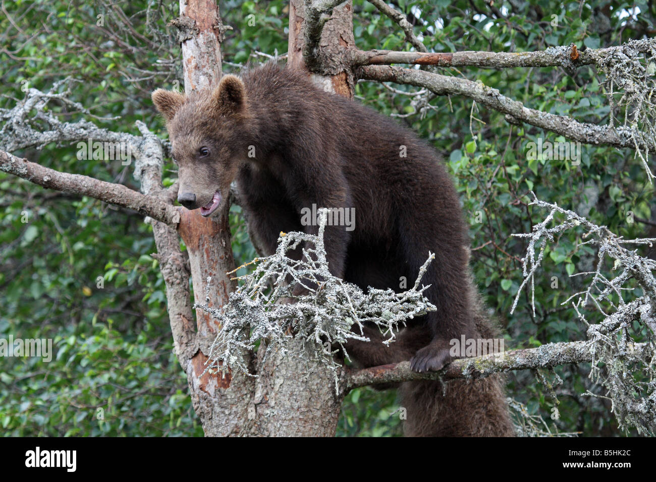 Grizzly Bear Cub on Tree Branch Stock Photo