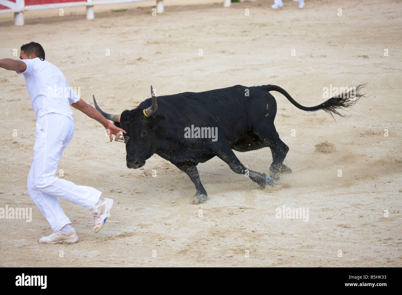 one single bull at a fight with matador in the arena of Saintes Maries de la Mer La Camargue Provence France Europe Stock Photo