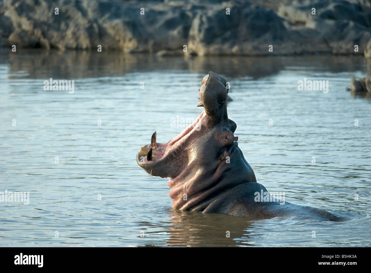 Hippopotamus in the water Stock Photo