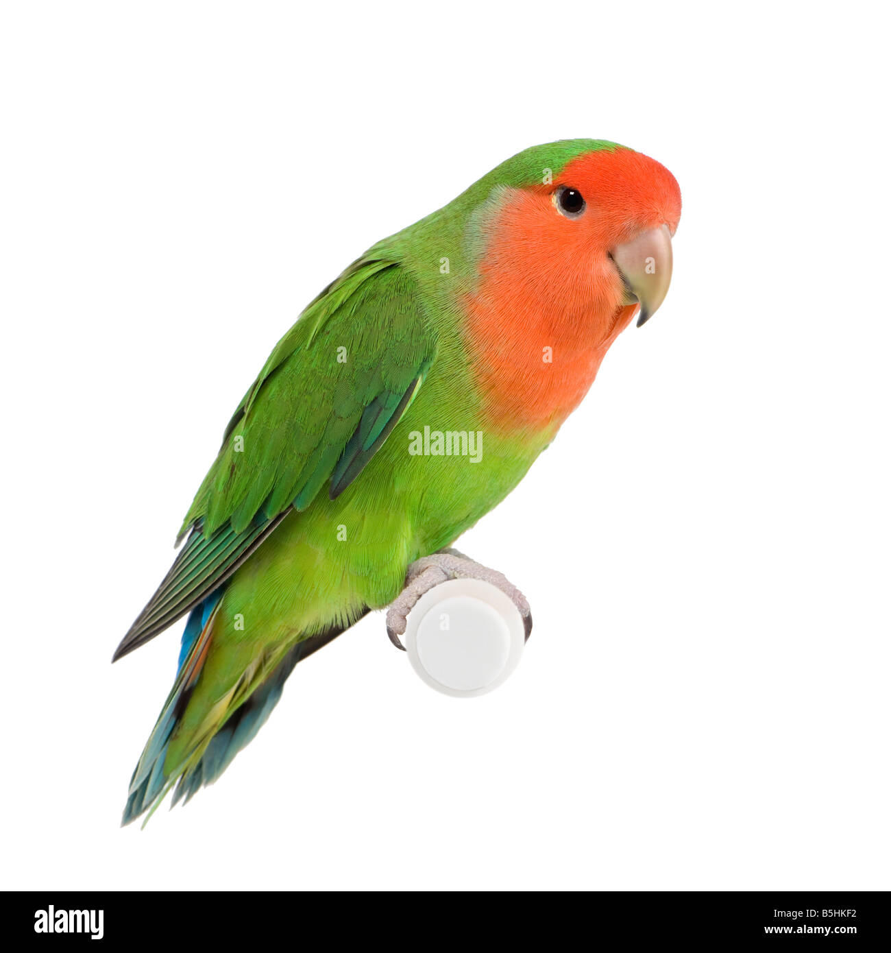 Peach-faced lovebird in front of a white background Stock Photo