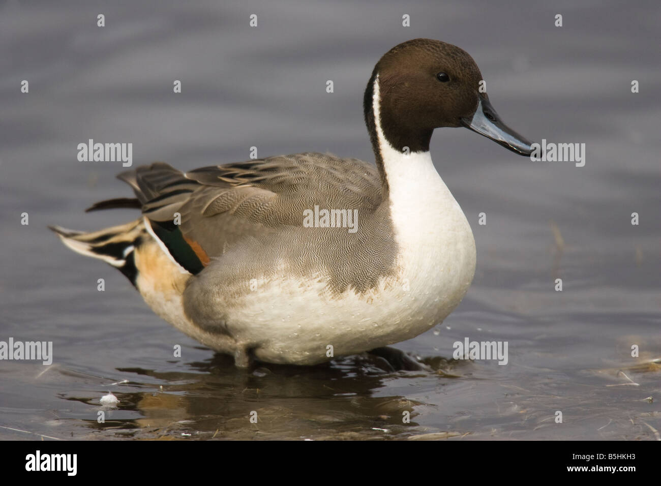 Pintail male drake duck bird hi-res stock photography and images - Alamy