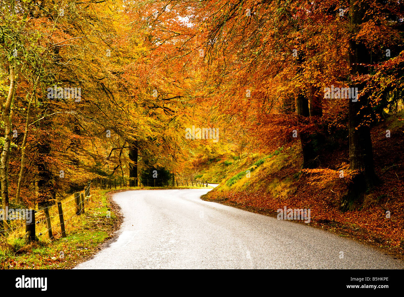 Stunning Autumn (Fall) Foliage on a winding country road Stock Photo ...