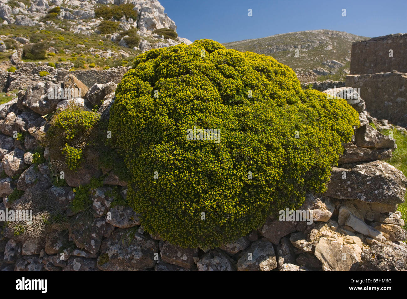 Greek Spiny Spurge Euphorbia acanthothamnos on a wall East Crete Stock Photo