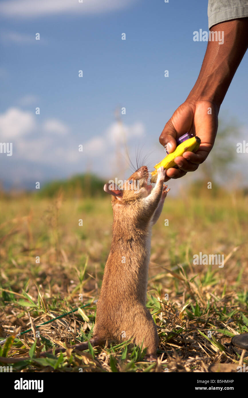 'Hero rat' being rewarded wth banana at the APOPO training base in Morogoro, Tanzania. Stock Photo