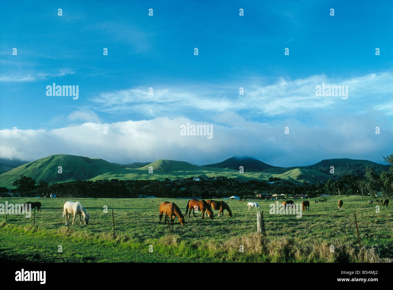 Parker Ranch horses in Puuopelu Pasture with Kohala Mountains in distance Waimea Island of Hawaii Stock Photo