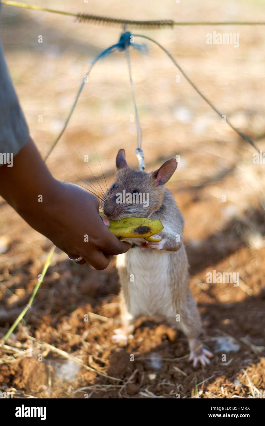 Tethered 'hero rat' being rewarded with banana at the APOPO training base in Tanzania. Stock Photo