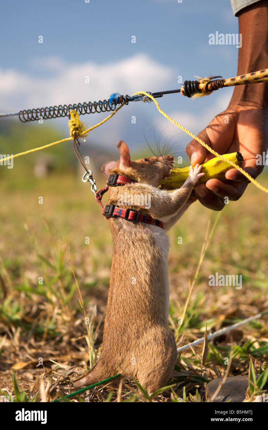 'Hero rat' being rewarded wth banana at the APOPO training base in Morogoro, Tanzania. Stock Photo