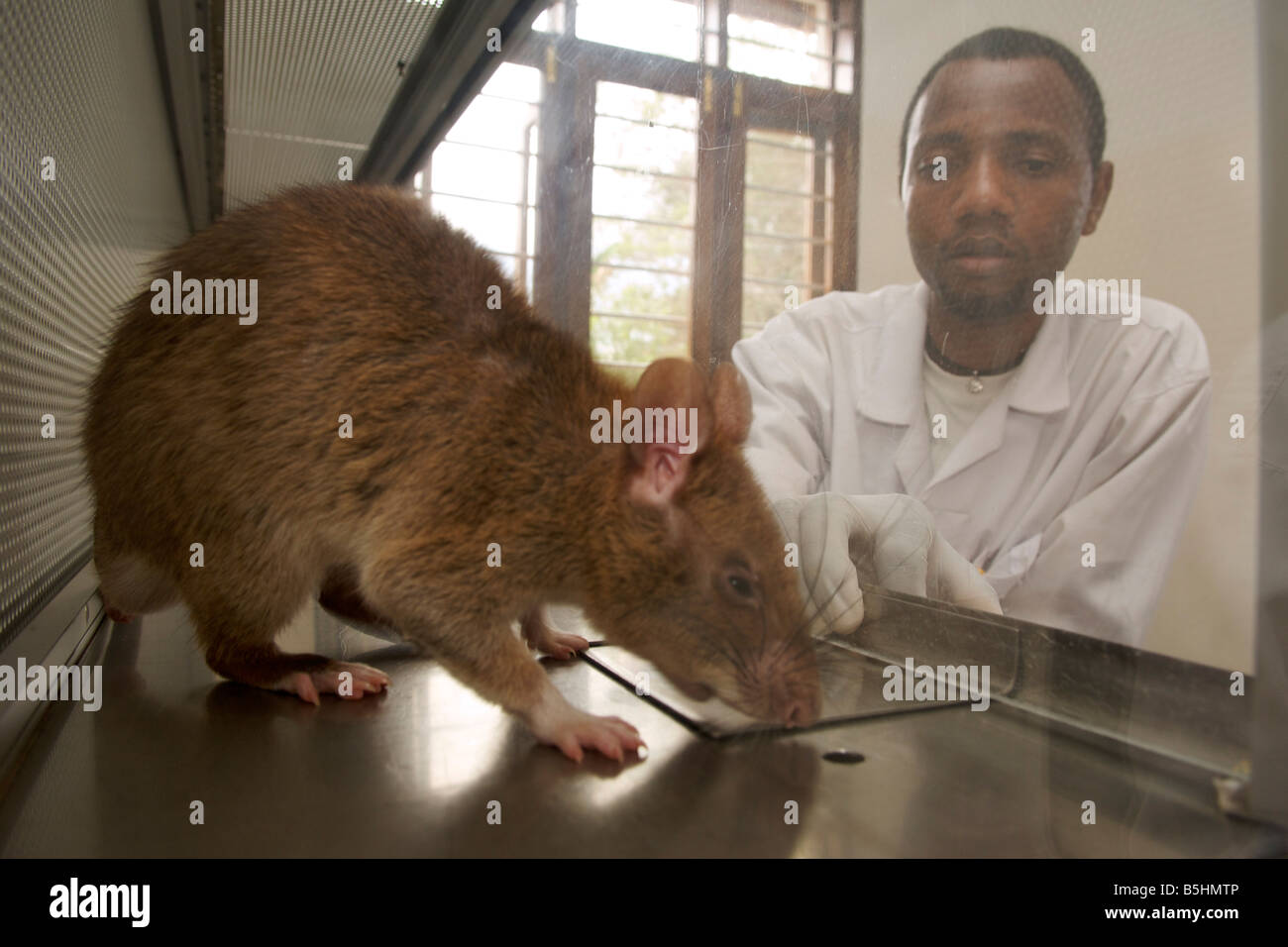 Lab technician observing a trained rat being used by the APOPO organisation to detect TB in human sputum samples. Stock Photo