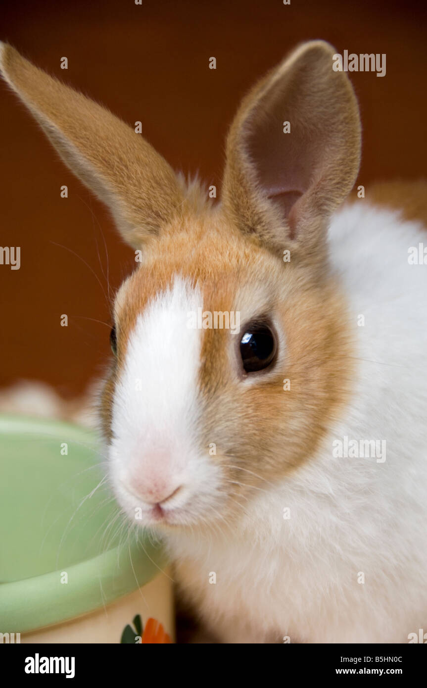 Young Alert Dutch Rabbit by Feeding Bowl Stock Photo