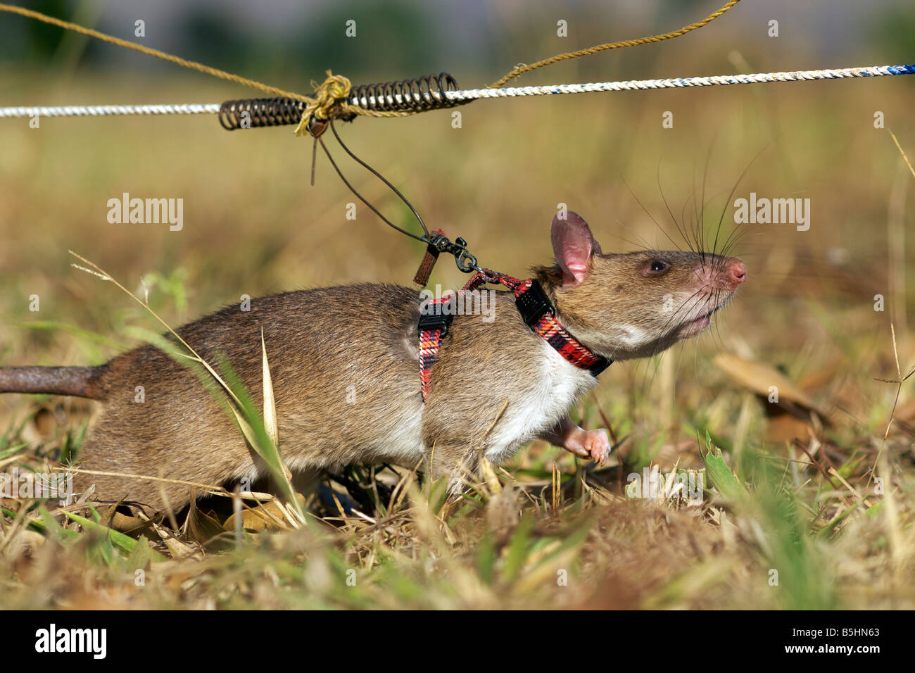 Tethered 'hero rat' field training at the APOPO base in Tanzania. Stock Photo