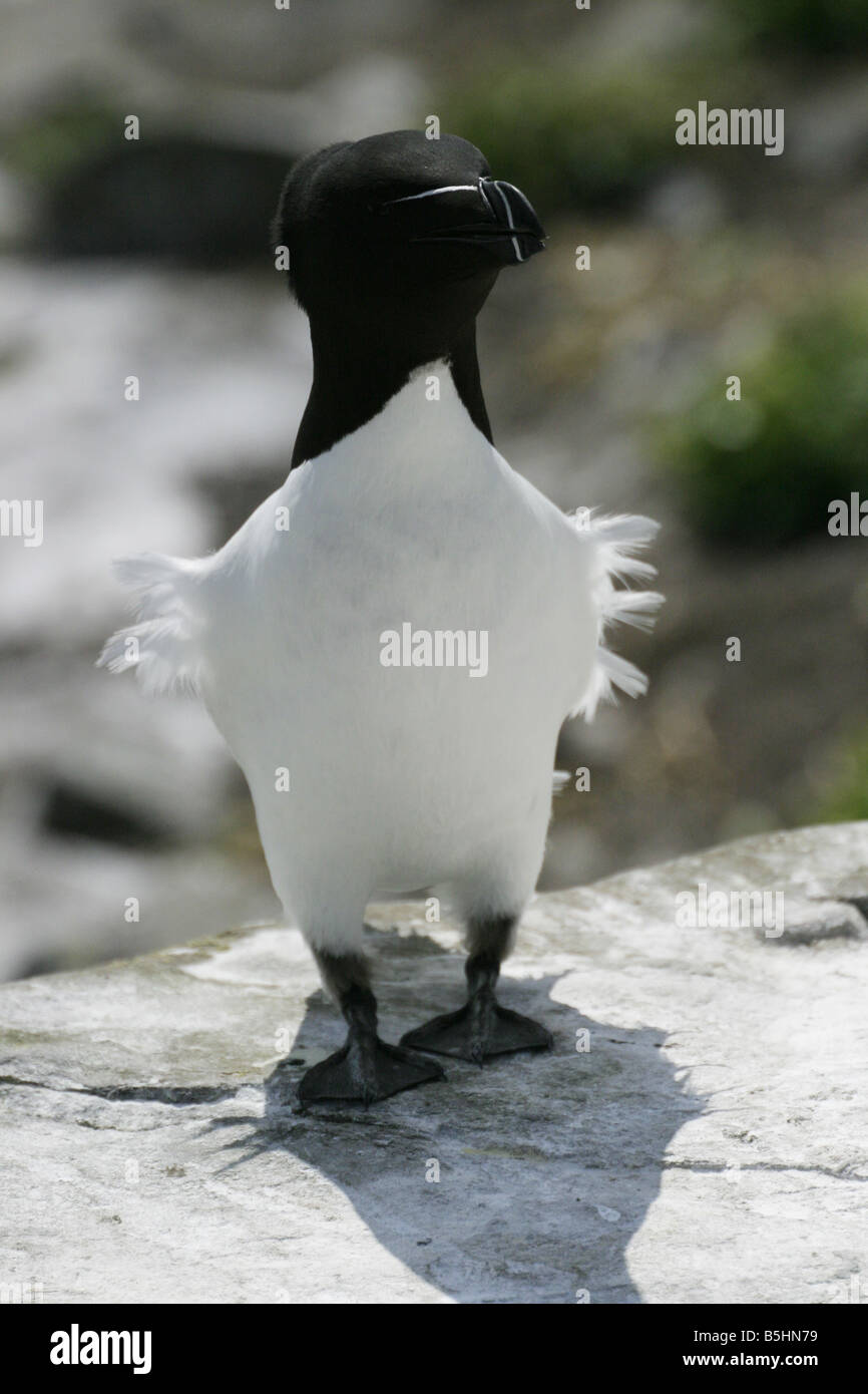 A Razorbill, Alca torda, with its feathers blowing in the breeze Stock Photo