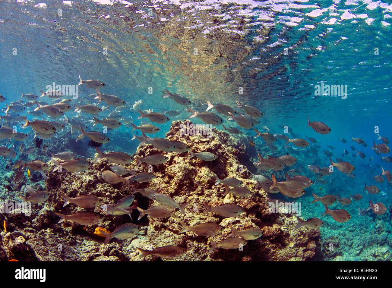 A large school of Hawaiian flagtail fish swim in waters off Maui, Hawaii Stock Photo