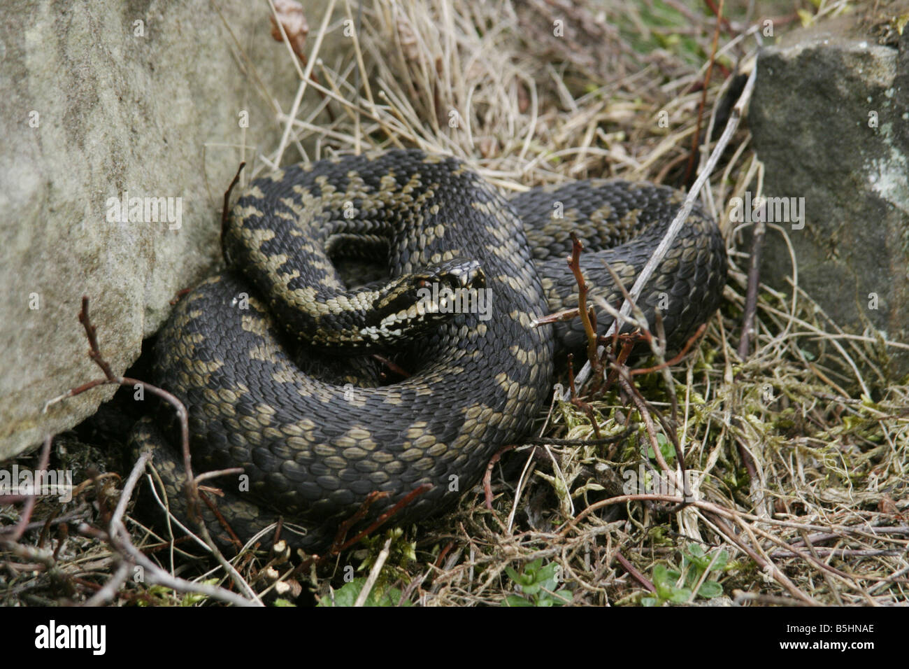 Common European Adder, Vipera Berus Stock Photo