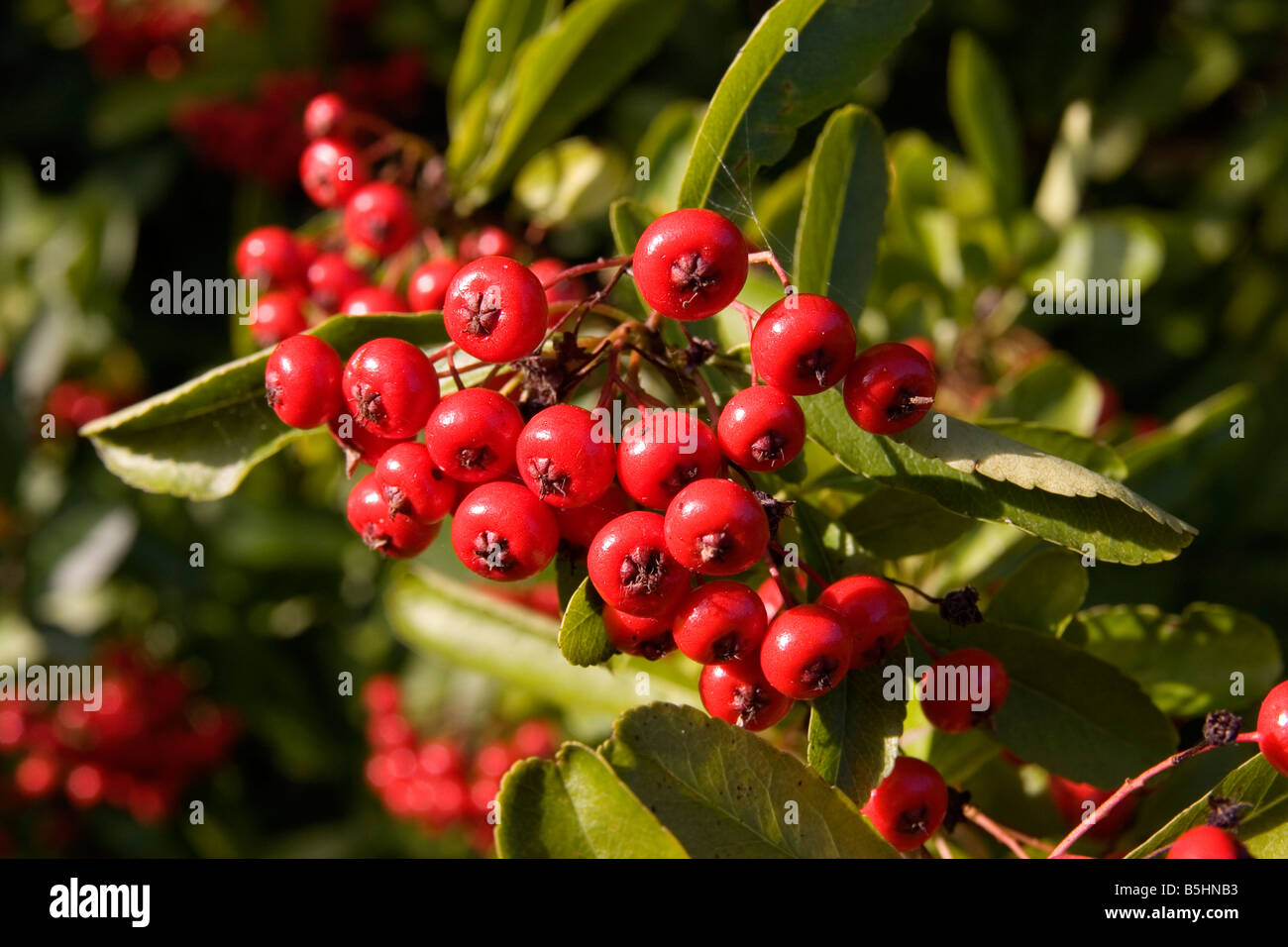 Pyracantha Berries Stock Photo Alamy