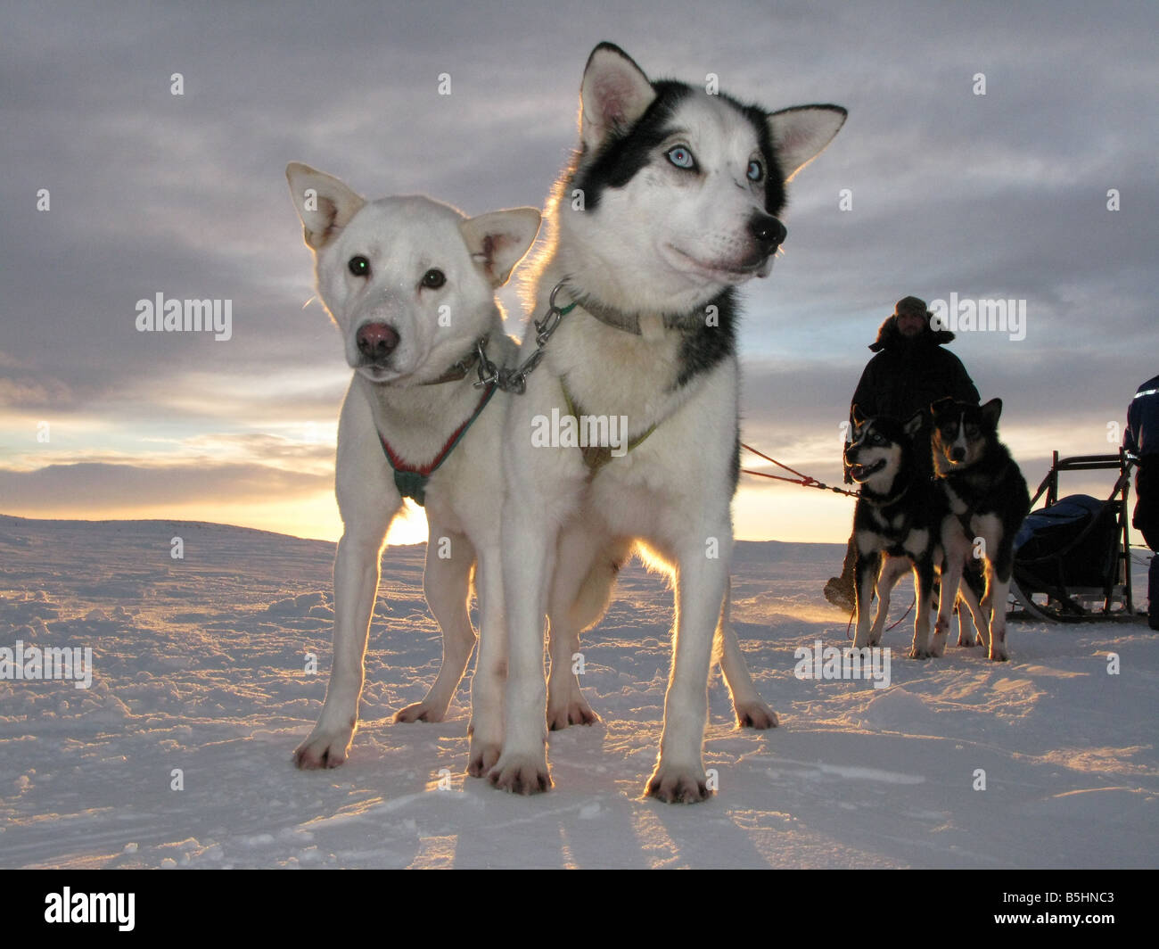 Husky dogs pulling a sled in Northern Norway in the Arctic circle Stock Photo