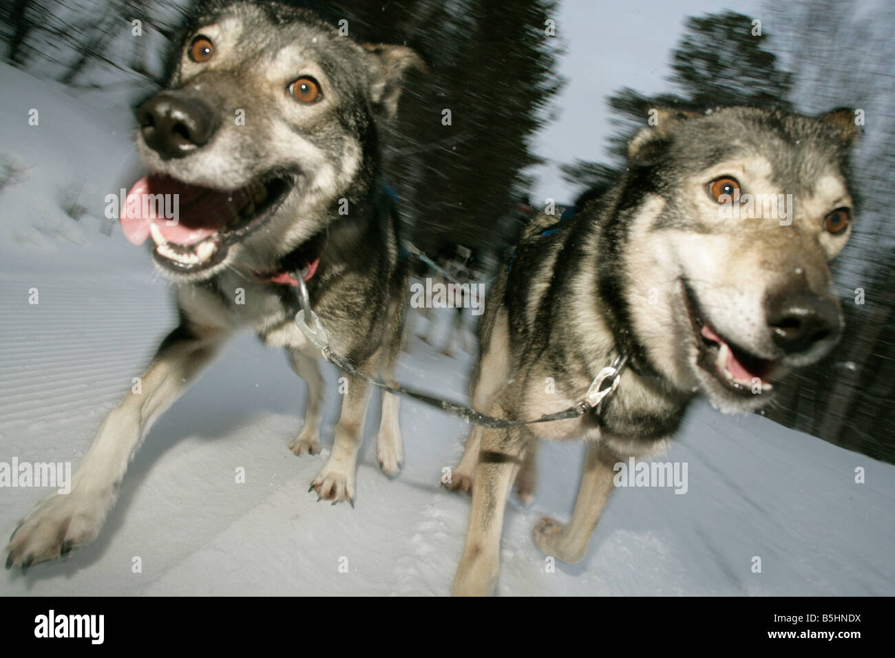 Huskie dogs pulling a sled in Northern Norway in the arctic circle Stock Photo