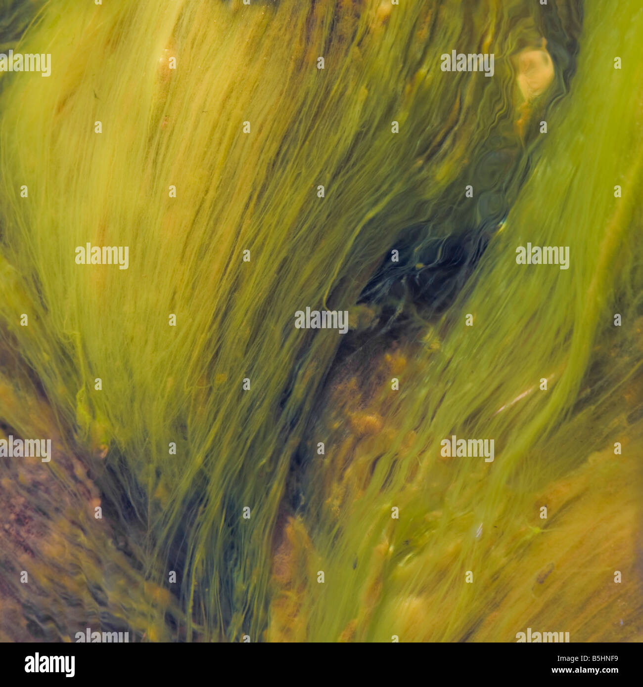 Underwater moss hires stock photography and images Alamy