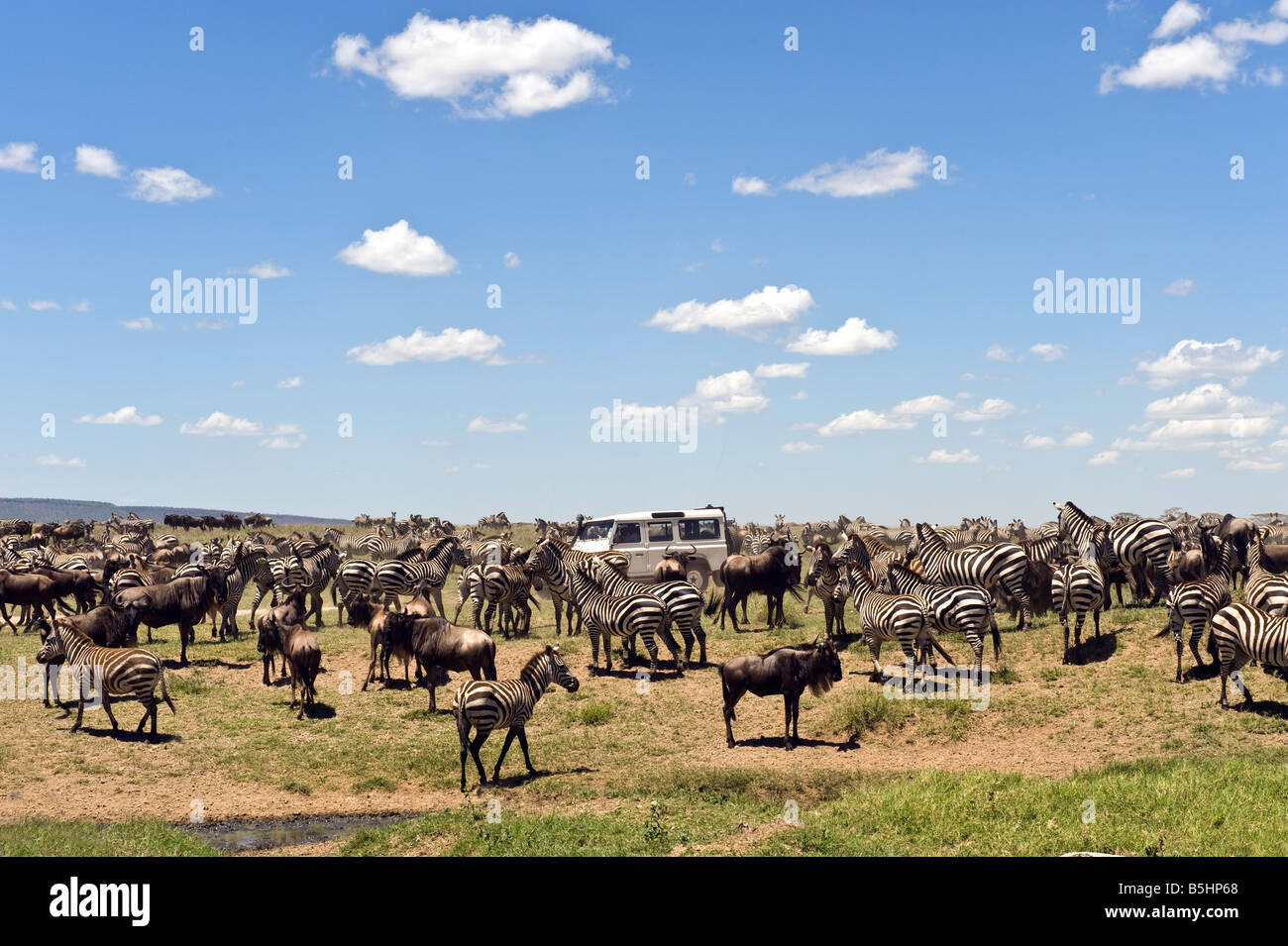 Zebra migration (Equus guagga) at Seronera in Serengeti Tanzania Stock Photo
